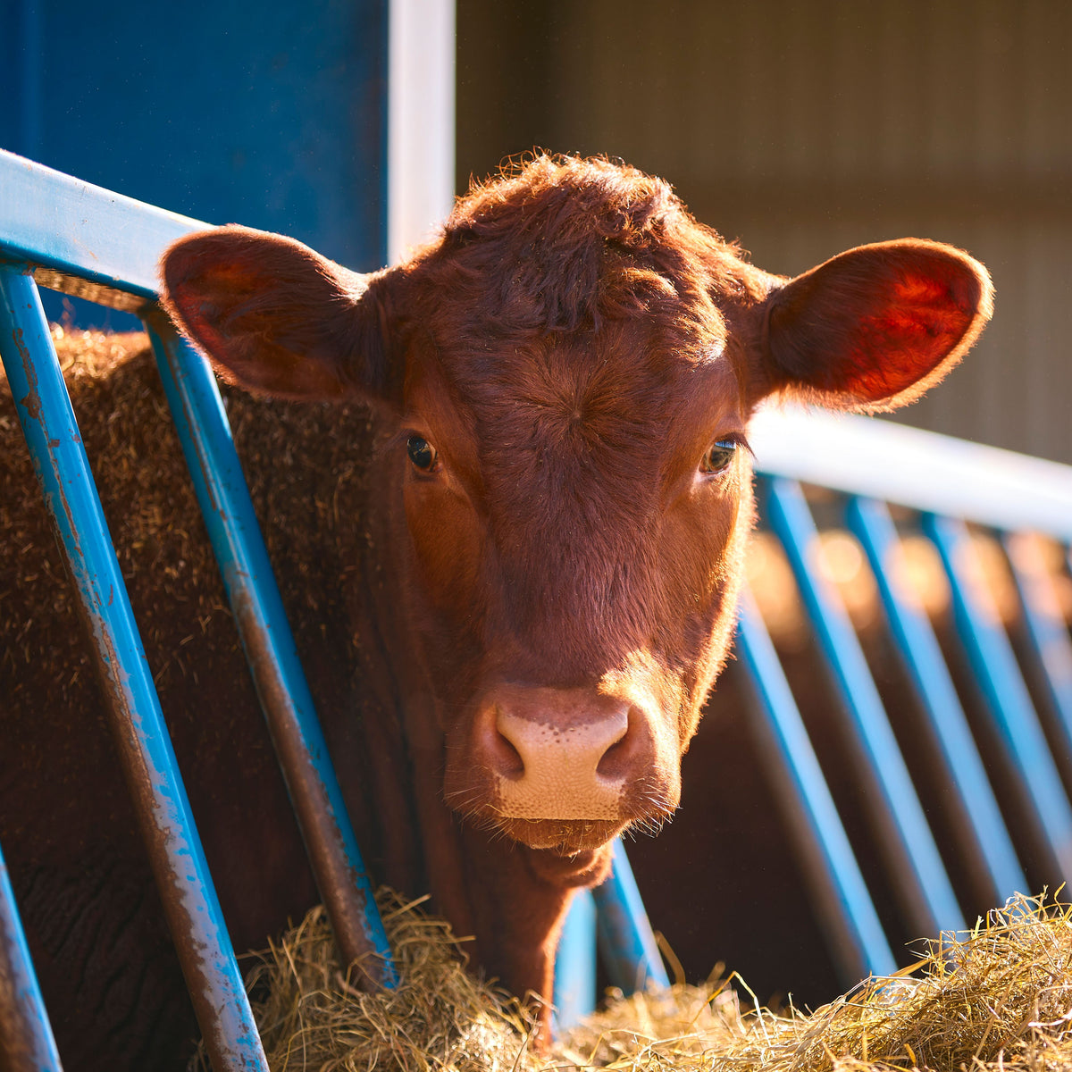Cattle