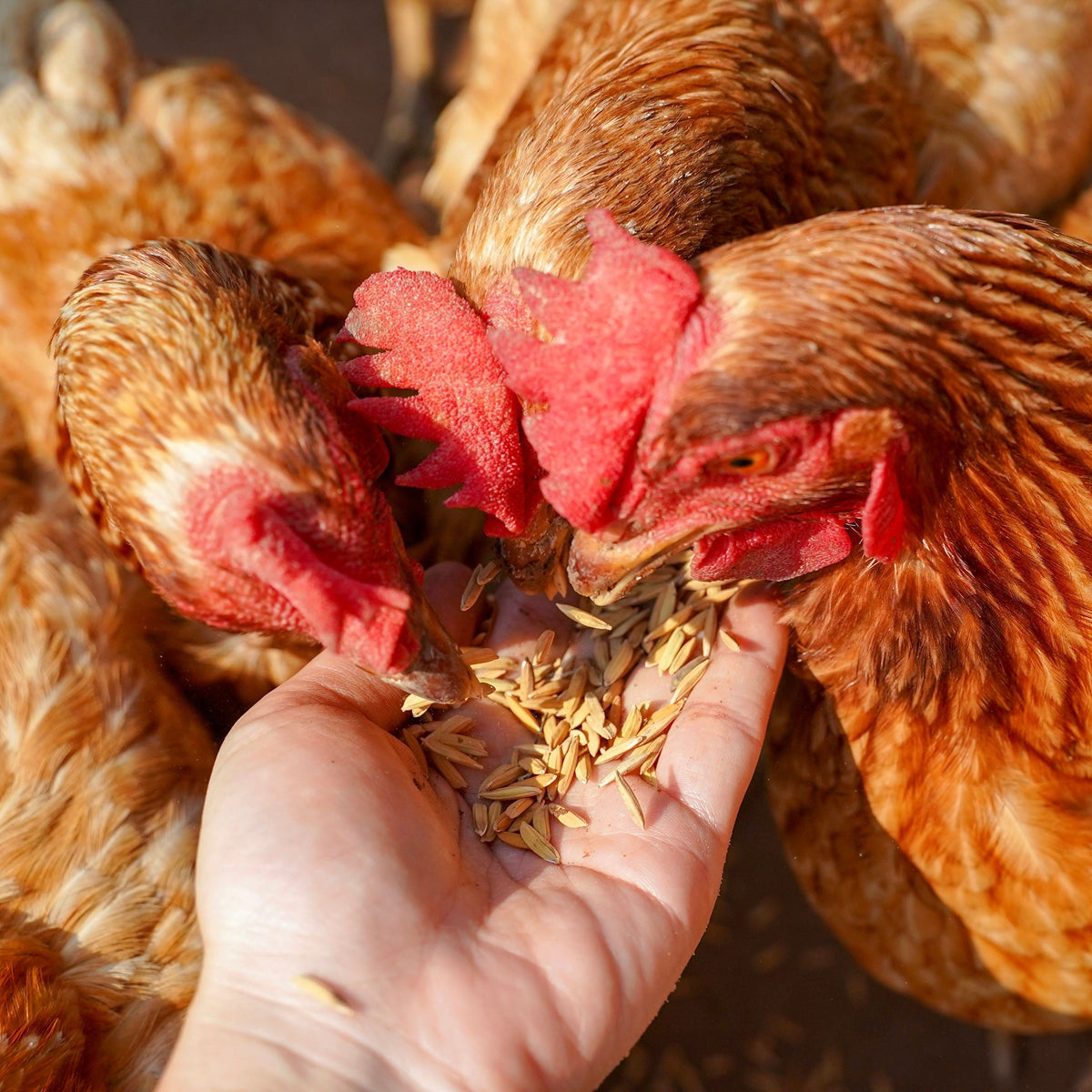 Poultry