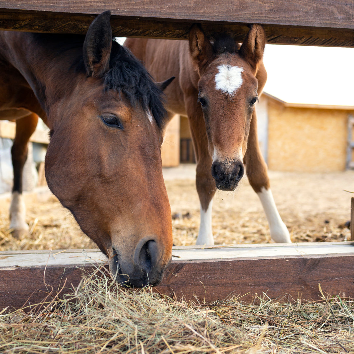 Horses