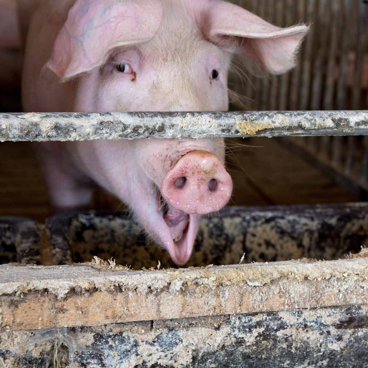 Pigs