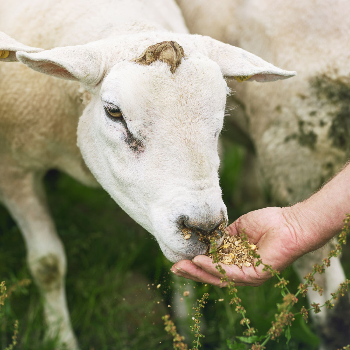 Sheep